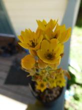 Ornithogalum dubium yellow