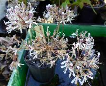 Pelargonium curviandrum