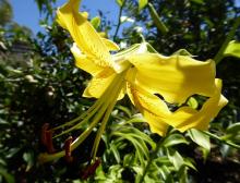 Aurelian Lilium Mimosa Star