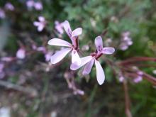 Pelargonium ionidiflorum