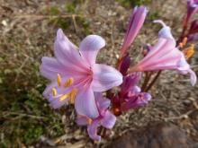 Lycoris sprengeri 