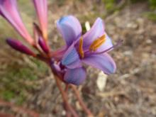 Lycoris sprengeri 