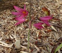 Rhodophiala bifida pink