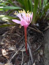 Haemanthus barkerae