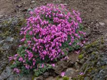 Penstemon rupicola