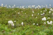 Xerophyllum tenax