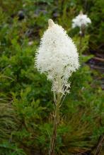 Xerophyllum tenas