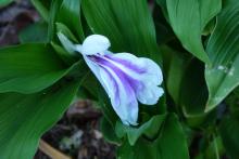 Roscoea purpurea 'Purple Streaker'