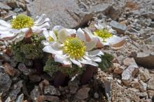 Ranunculus semiverticillatus