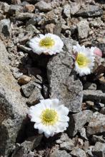 Ranunculus semiverticillatus