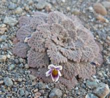 Viola volcanica