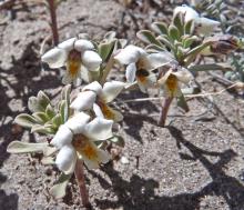 Viola escondidaensis