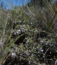 Viola escondidaensis