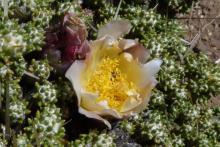 Maihuenia patagonica in Patagonia