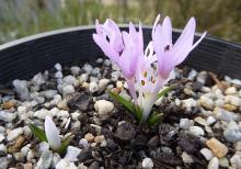 Colchicum cupanii