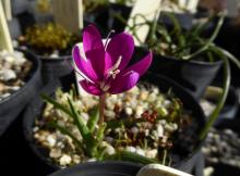 Hesperantha oligantha