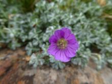 Geranium harveyii