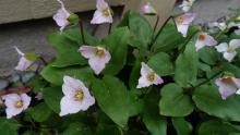 Pseudotrillium rivale