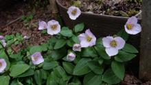 Pseudotrillium rivale, a pink form