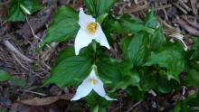 Trillium ovatum