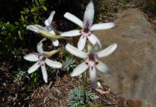 Babiana spathacea