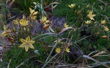 Triteleia ixioides