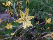 Triteleia ixioides