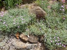 Geranium harveyii