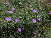 Geranium harveyii