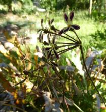 Pelargonium triste dark form 