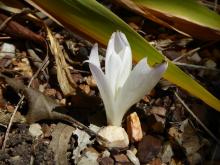 Colchicum unknown