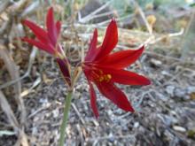 Rhodophiala bifida red seedling