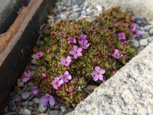 Douglasia montana