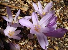 mauve-pink Colchicum NOT bivonae