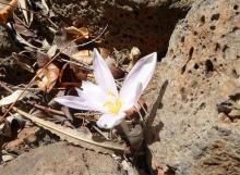 pale pink Colchicum NOT bivonae