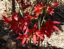 Rhodophiala bifida red seedlings