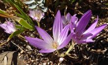 Colchicum maybe The Giant