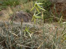 Narcissus viridiflorus