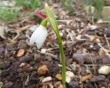 Galanthus peshmenii