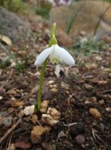 Galanthus peshmenii