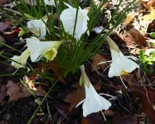 Narcissus "white hybrid hoop"