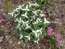 Trillium pusillum