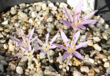 Colchicum cupanii