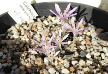 Colchicum cupanii