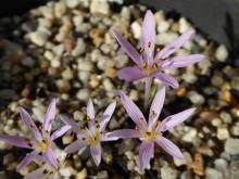 Colchicum cupanii