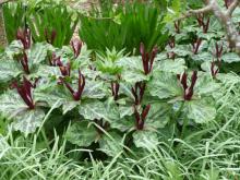 Trillium kurabayashii