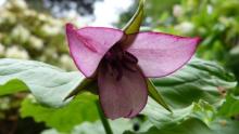 Trillium hybrid