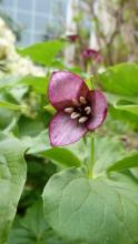 Trillium hybrid