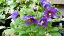 Meconopsis delavayi