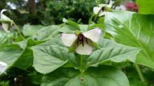 Trillium hybrid